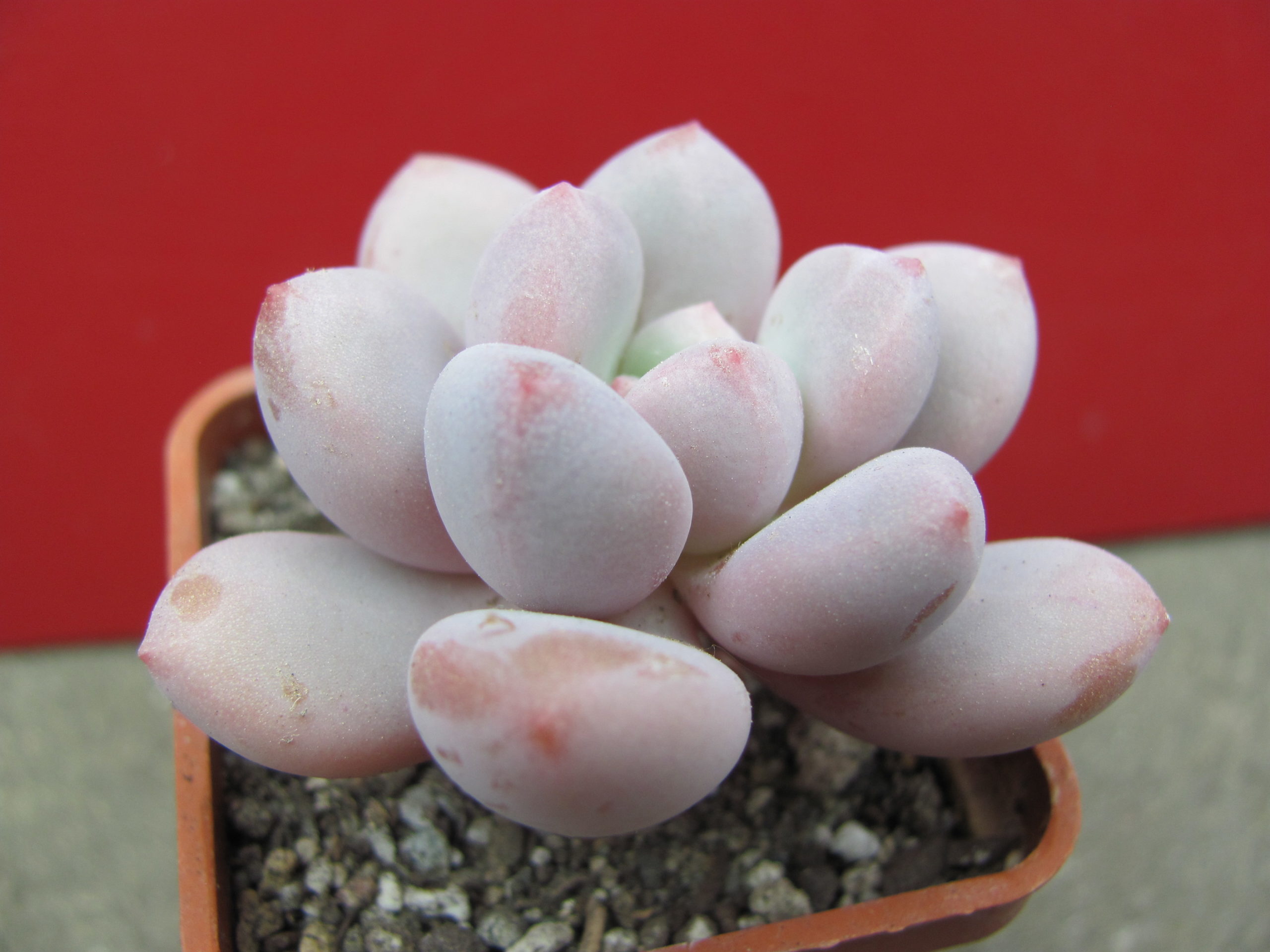 Pachyphytum    oviferum  hybr.       #100