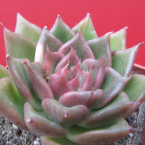 Echeveria