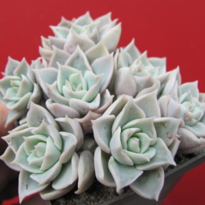 Echeveria     hybr.