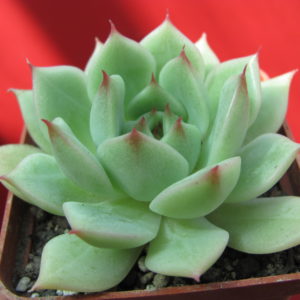 Echeveria     Romeo    hybr.