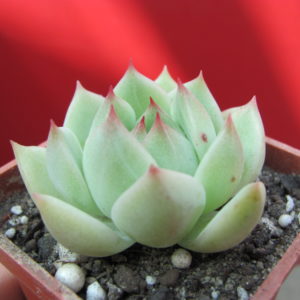 Echeveria     Romeo     hybr.