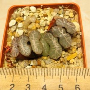 haworthia truncata  Japan