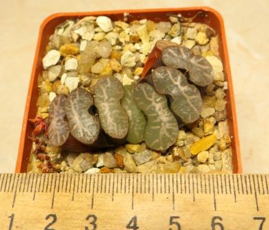 haworthia truncata Japan