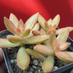 Sedum   adolphii  nussbaumarianum