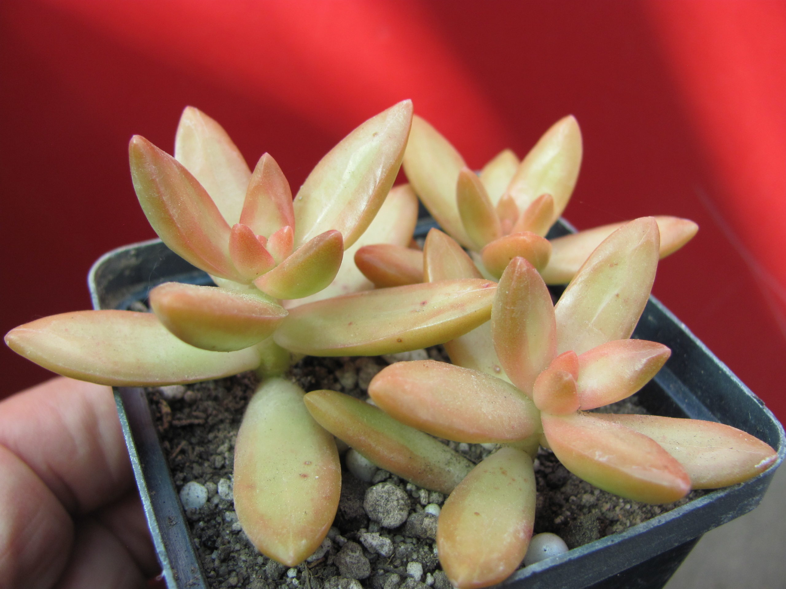 Sedum   adolphii  nussbaumarianum