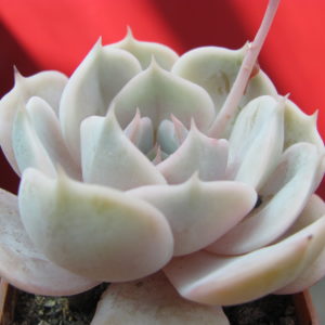 Echeveria     hybr.