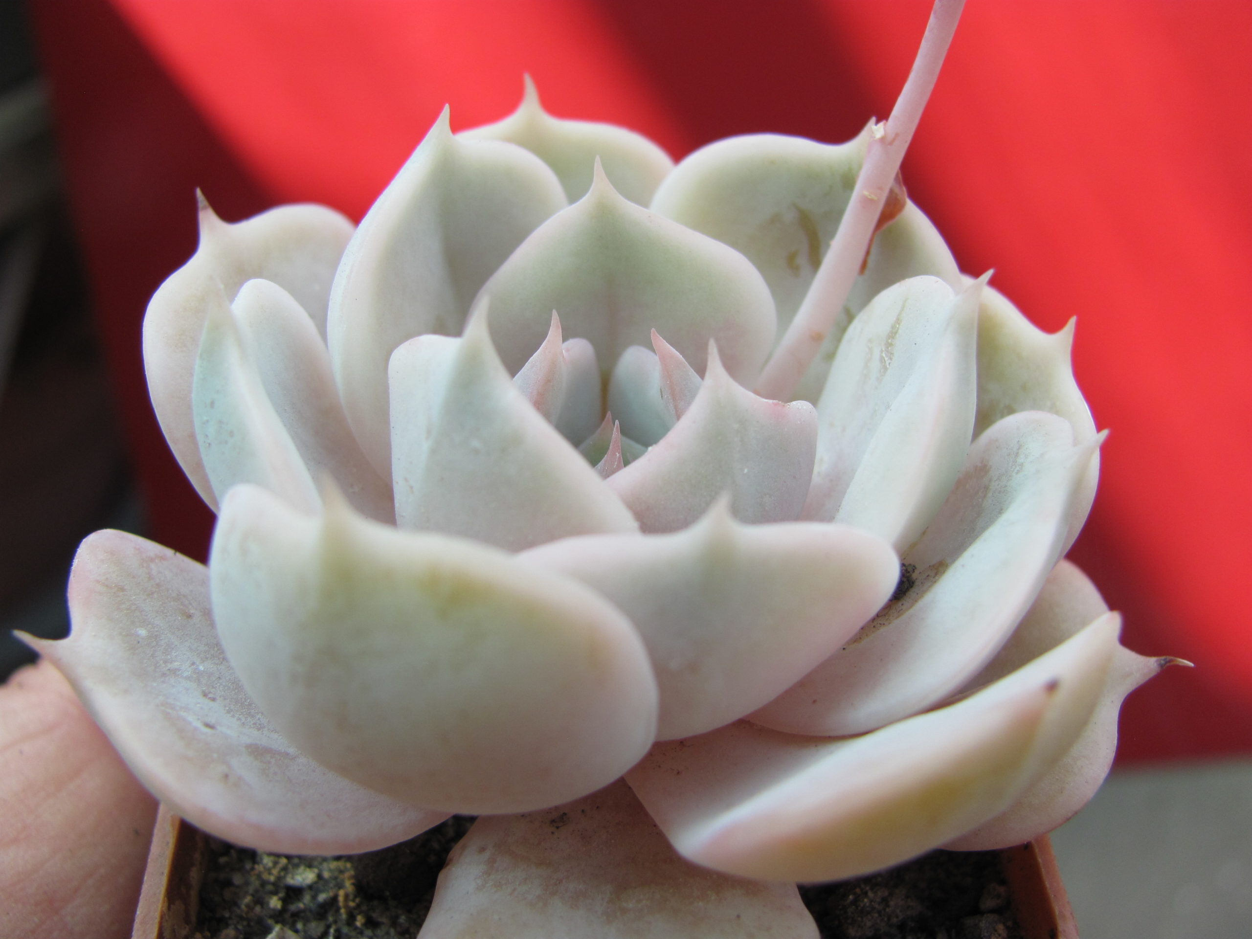Echeveria hybr.