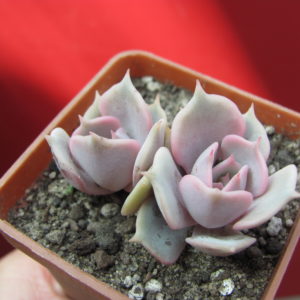 Echeveria    lilacina x Debbie