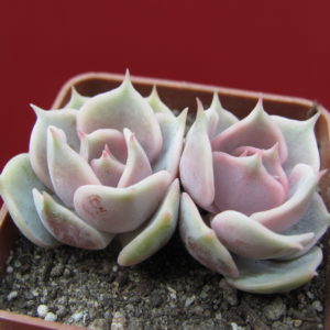 Echeveria  lilacina x Debbie