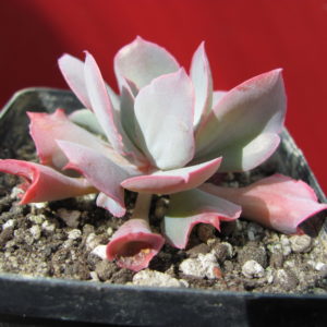 Echeveria    Trumpet   Pinky