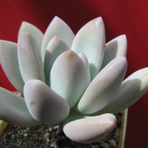 Pachyveria   Opalina