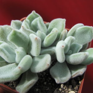 Echeveria   Frosty