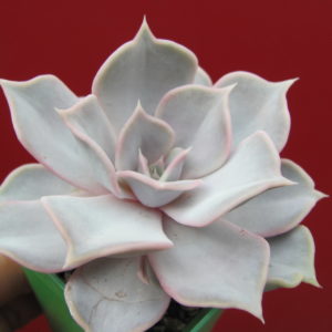 Echeveria   lilacina   Rosea