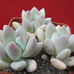 Pachyveria    Opalina