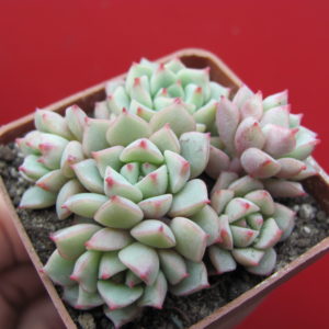 Echeveria    Panda  Face