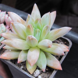 Pachyphytum  compactum  *Purple  Diamond*  hybr.