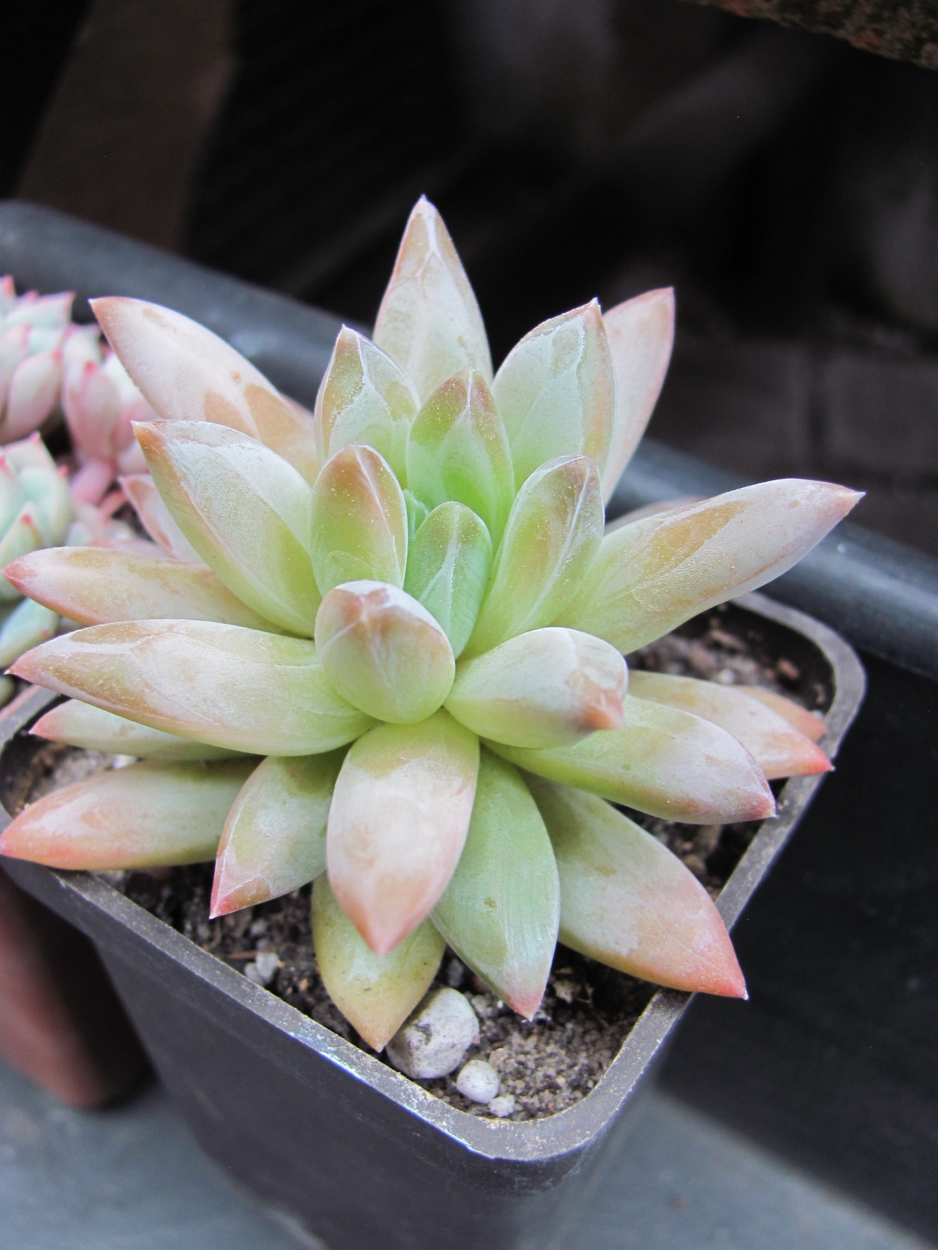 Pachyphytum  compactum  *Purple  Diamond*  hybr.