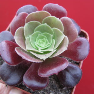 Aeonium     Velour