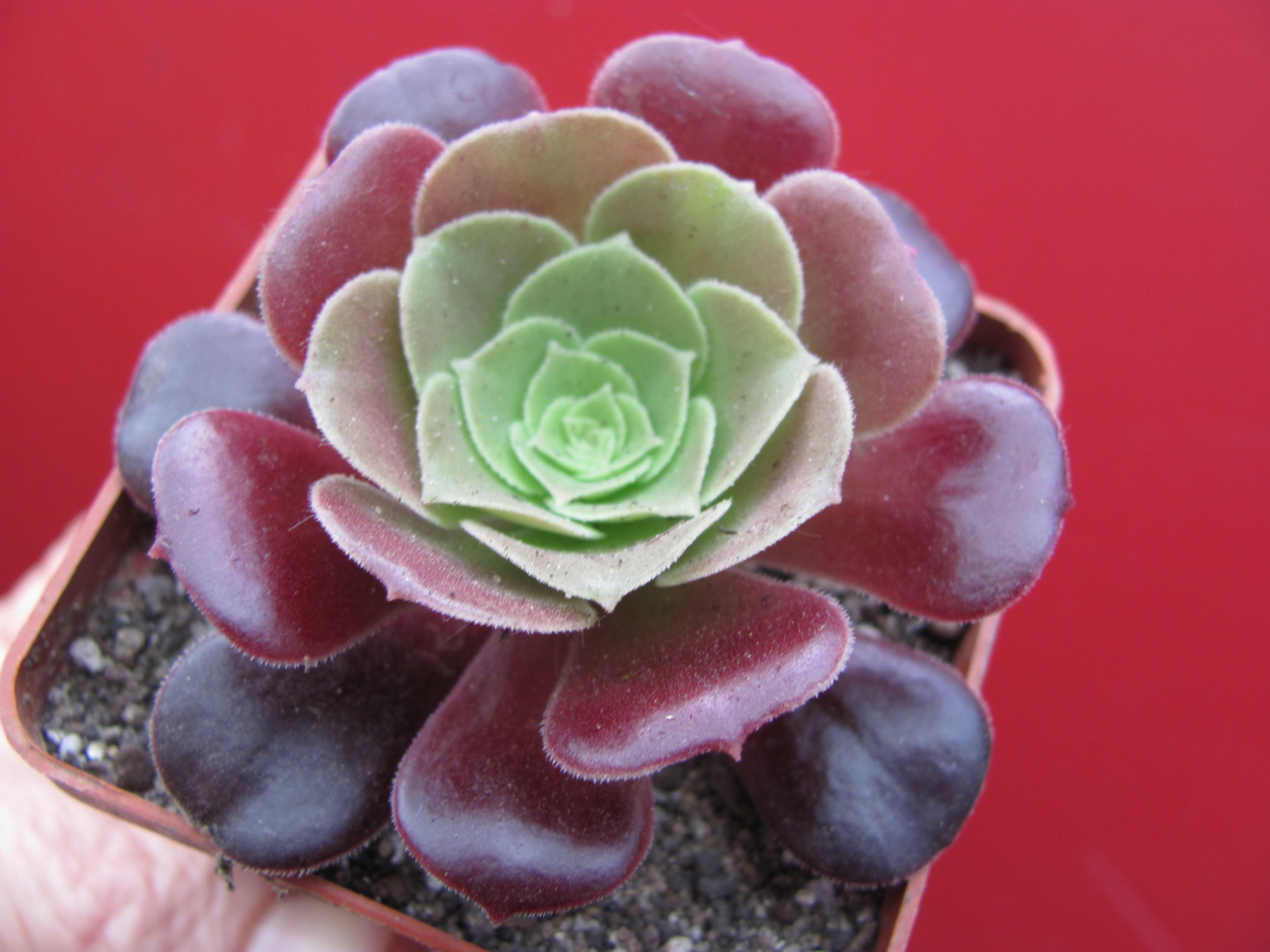 Aeonium     Velour