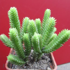 Crassula   purpusii