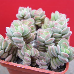 Crassula   velutina