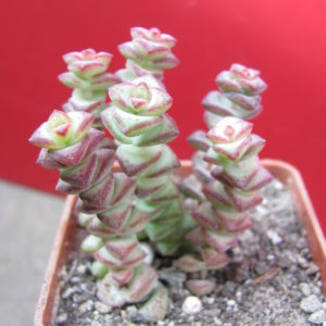 Crassula   marnieriana