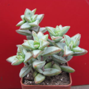 Crassula    perforata