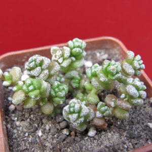 Crassula    coralina