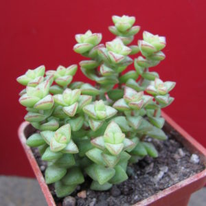 Crassula    rupestris   *Tom  Tumb*