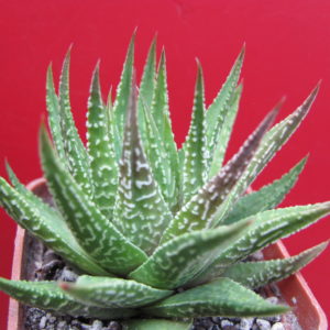 Haworthia    limifolia   hybr.      Japan