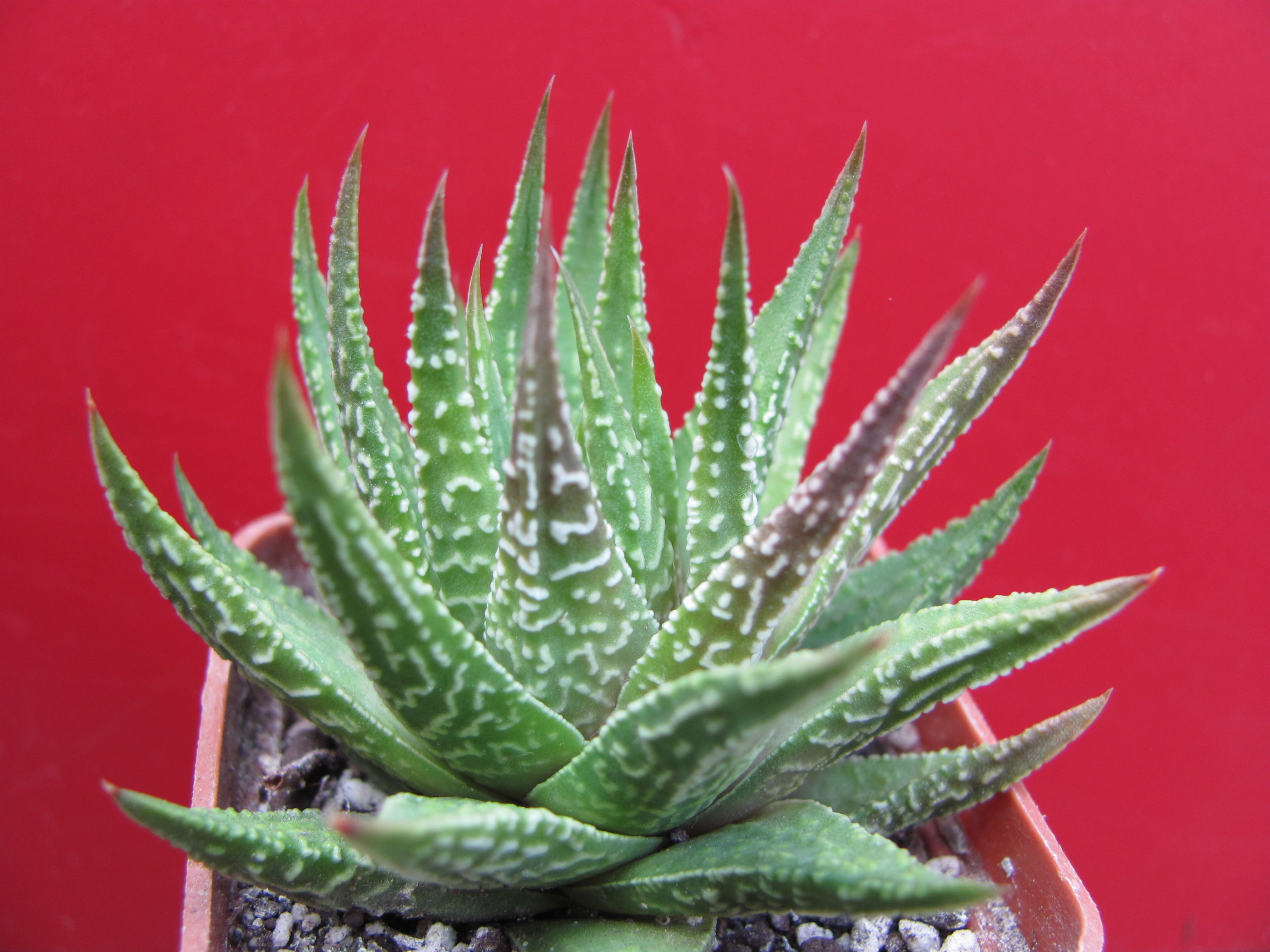 Haworthia    limifolia   hybr.      Japan