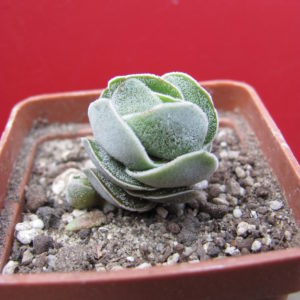 Crassula    Ivory   Pagoda