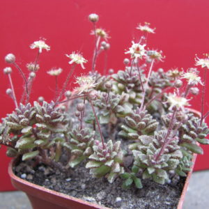 Monanthes    subcrassicaulis