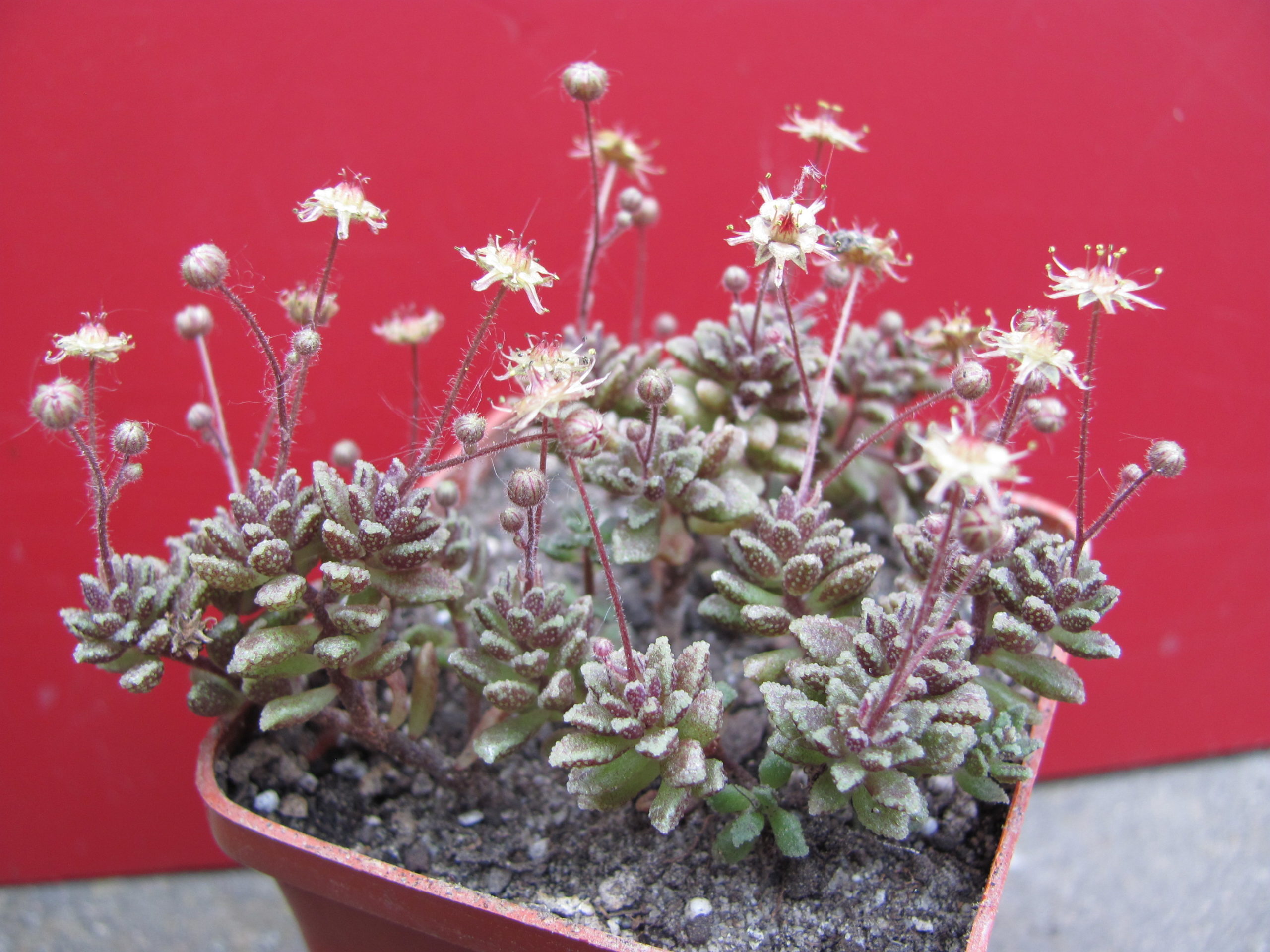 Monanthes    subcrassicaulis