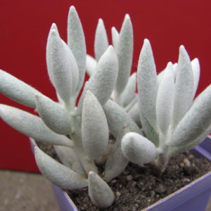 Senecio   haworthioides