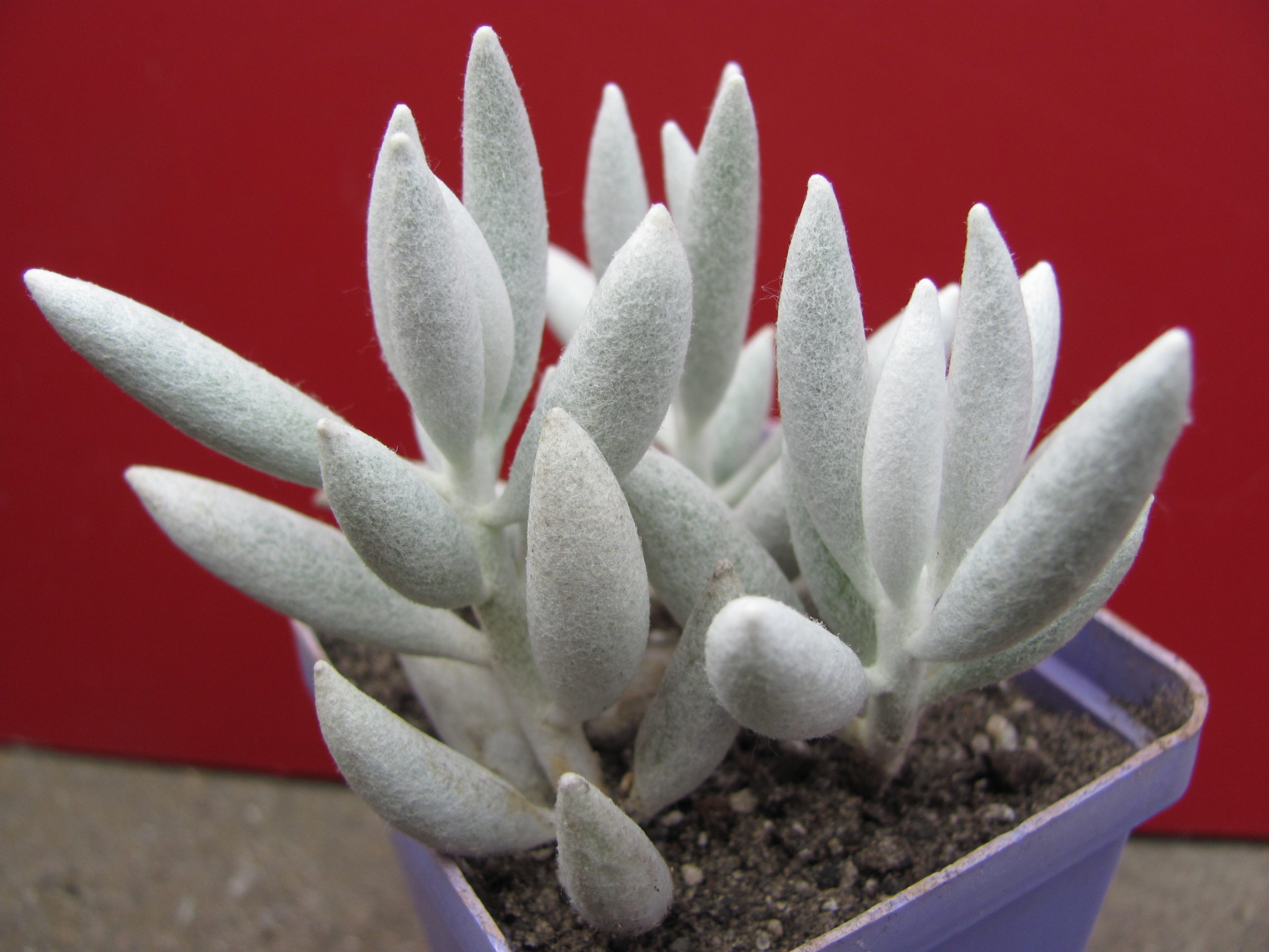 Senecio   haworthioides