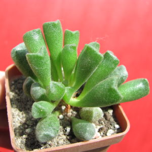 Adromischus   cristatus  schonlandii