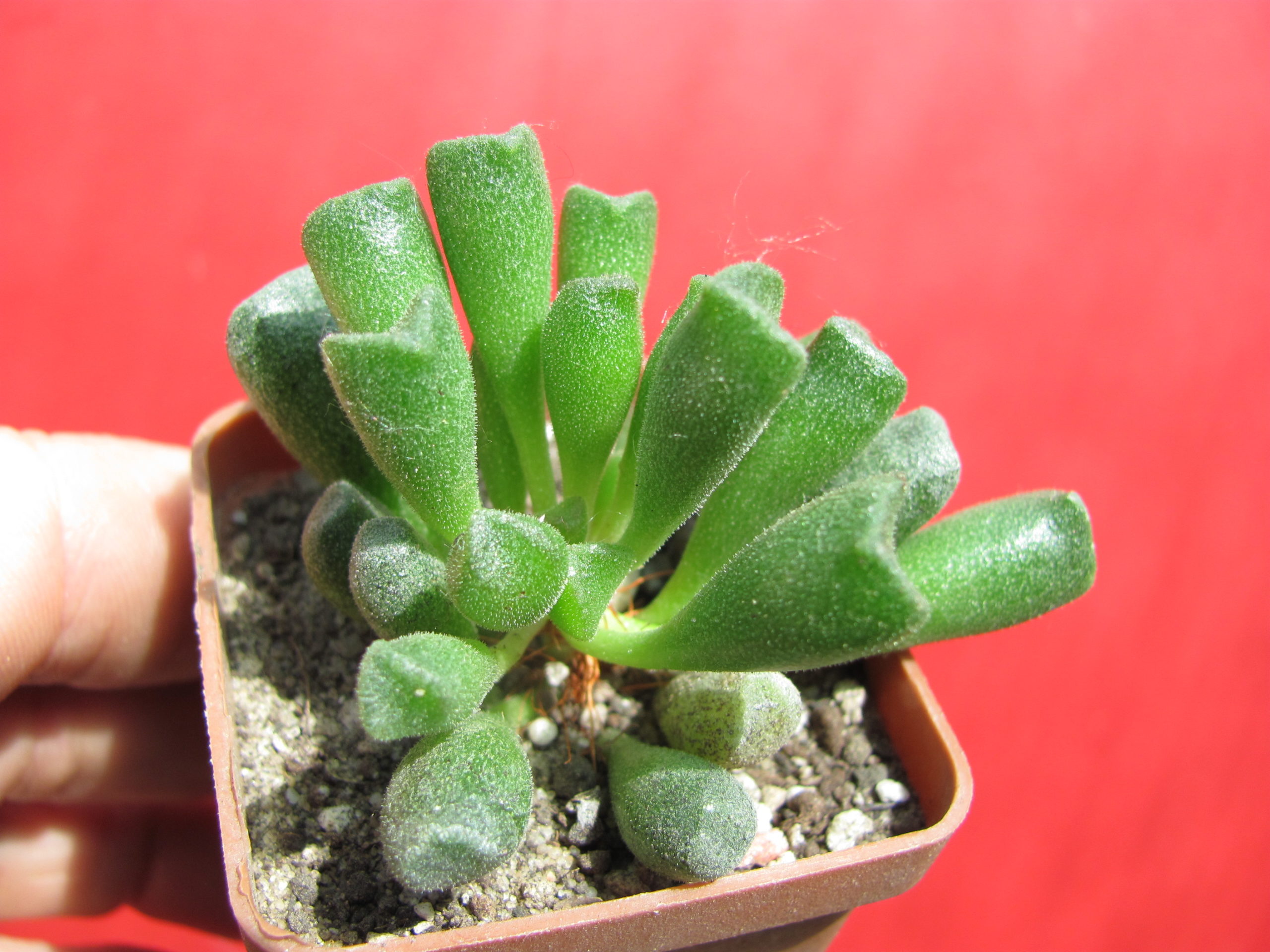 Adromischus   cristatus  schonlandii