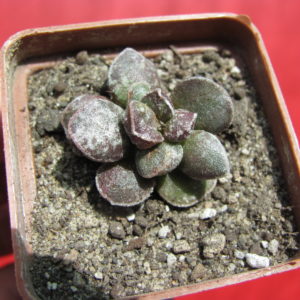 Adromischus   marianiae    *Bryan   Makin*     Black