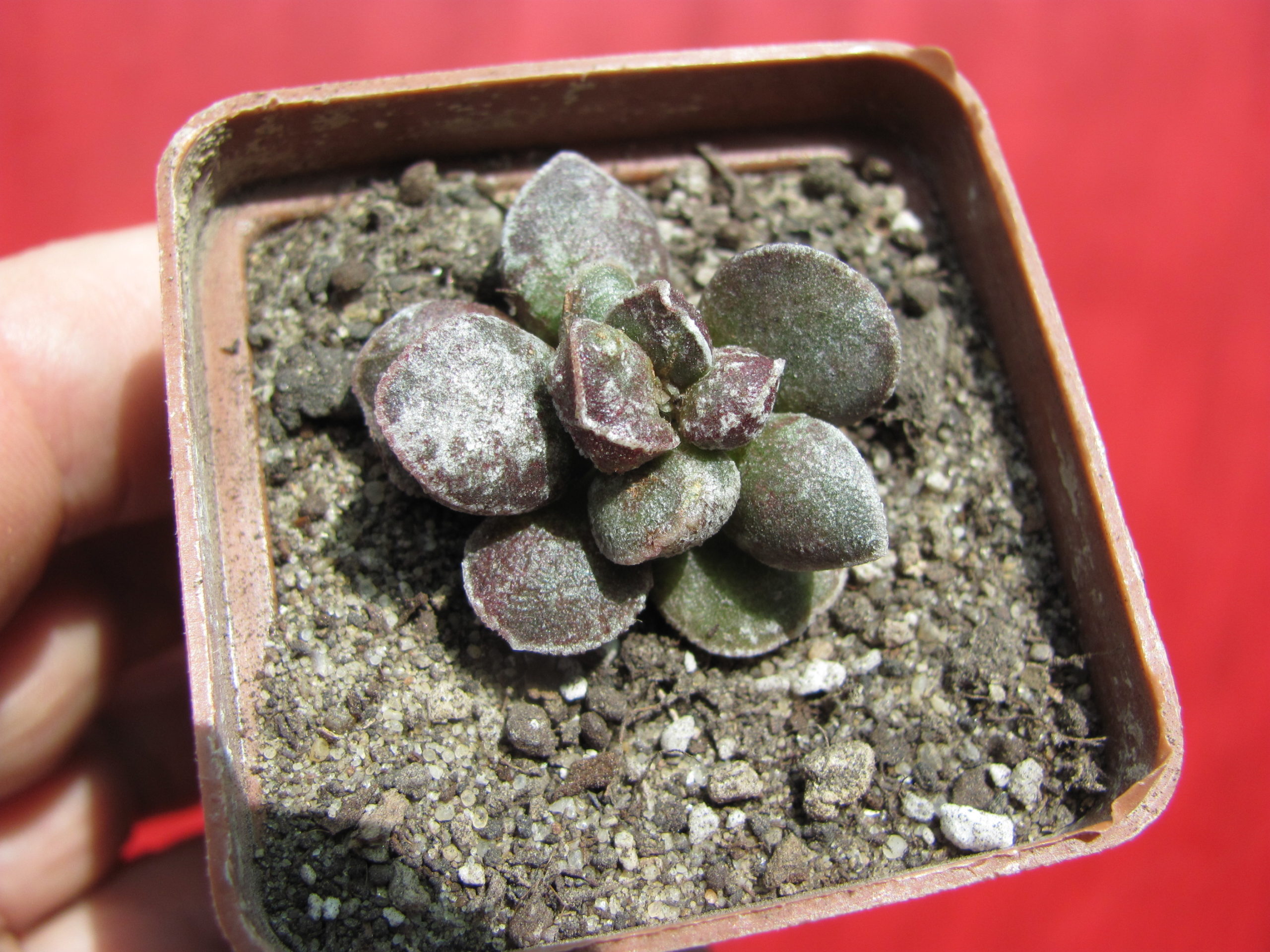 Adromischus   marianiae    *Bryan   Makin*     Black