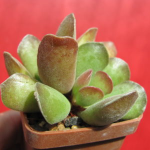 Adromischus   hybr.
