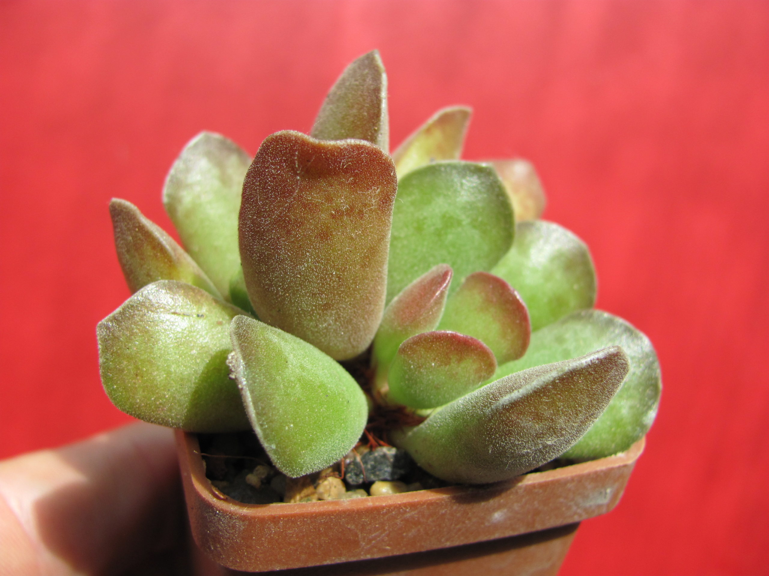 Adromischus   hybr.