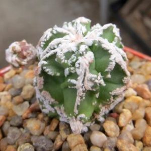 astrophytum fukuryu
