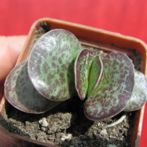 Adromischus   triginus    Rupicola