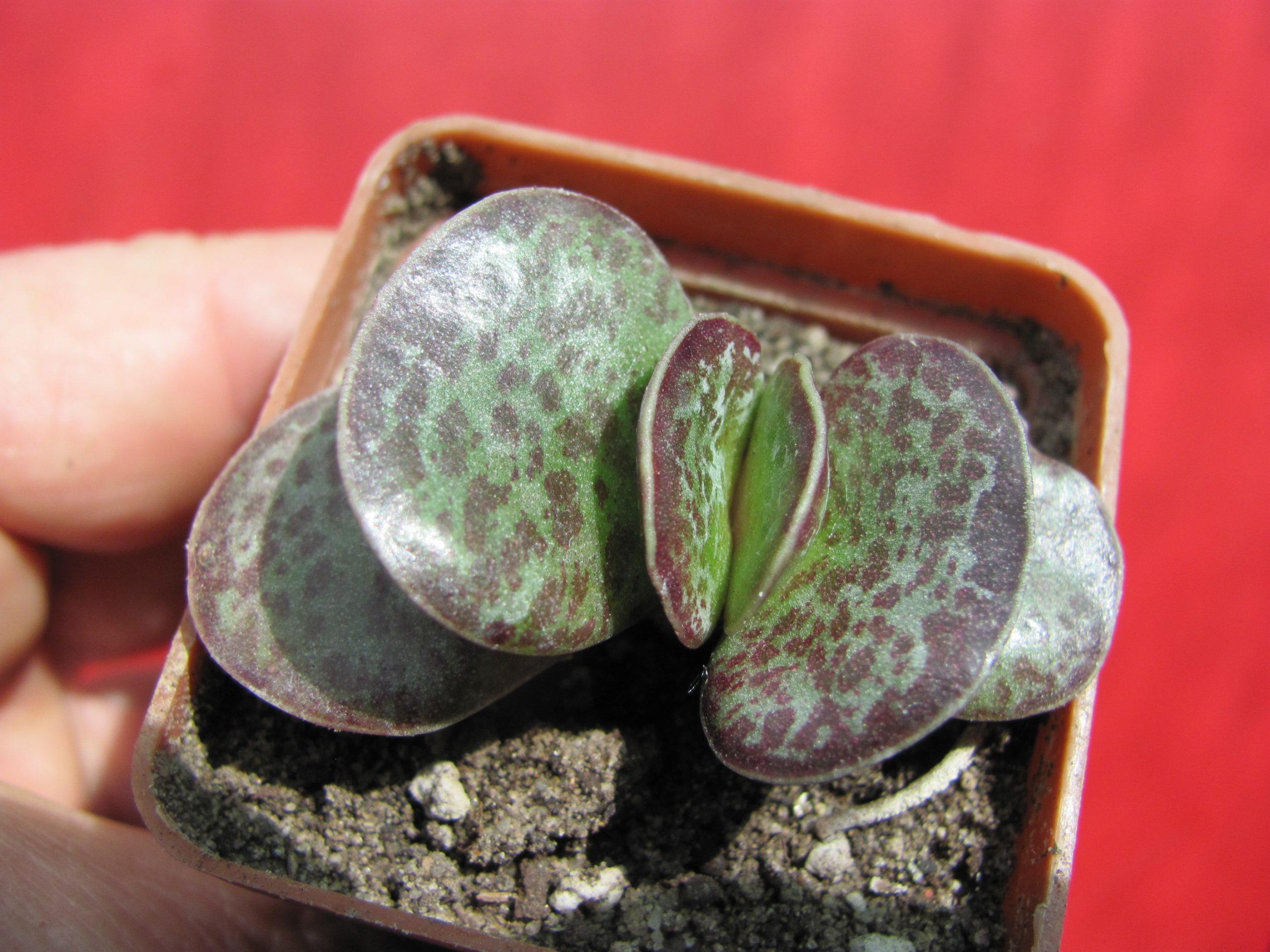 Adromischus   triginus    Rupicola