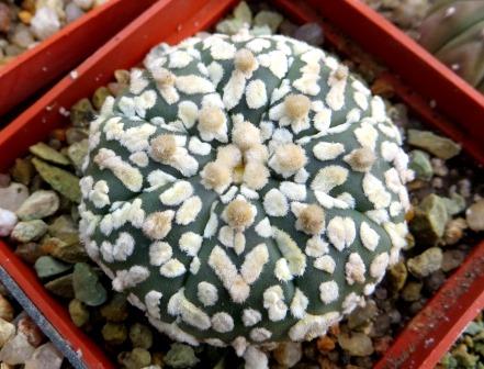 astrophytum super kabuto v type