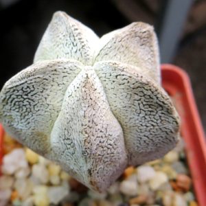 astrophytum onzuka snow
