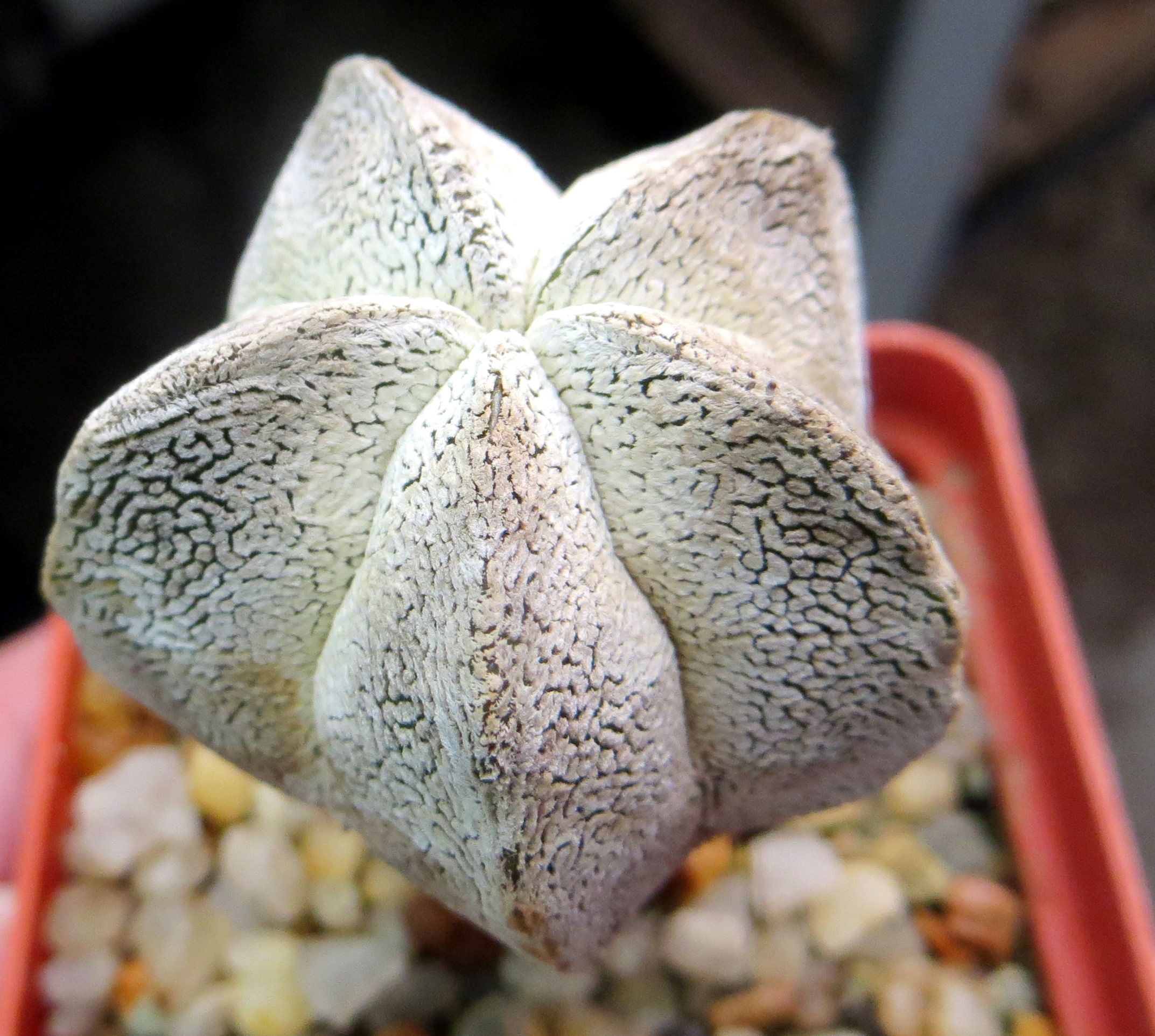 astrophytum onzuka snow