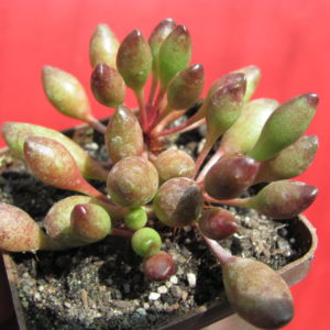 Adromischus     Indian   Clubs