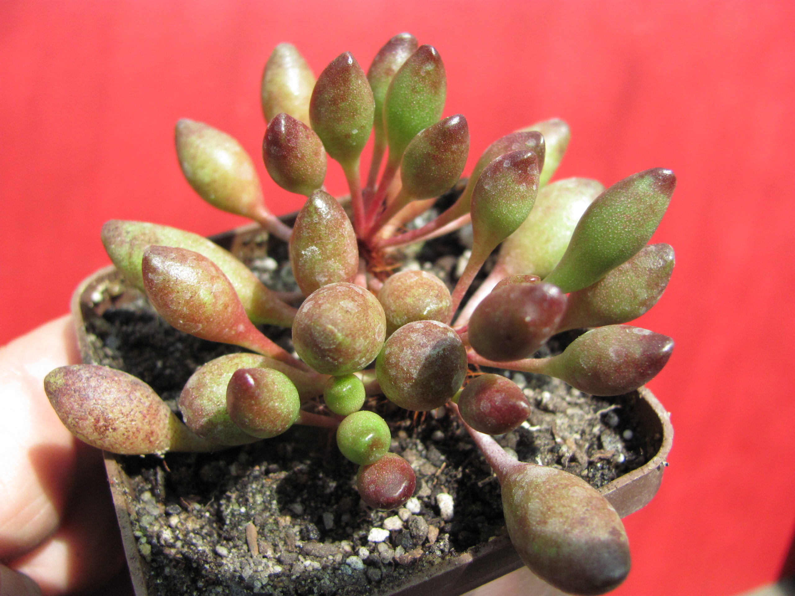 Adromischus     Indian   Clubs